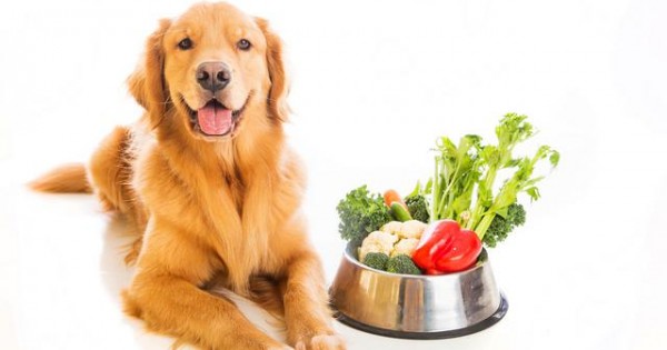 Ποια φρούτα και λαχανικά επιτέπεται να τρώει ο σκύλος σας