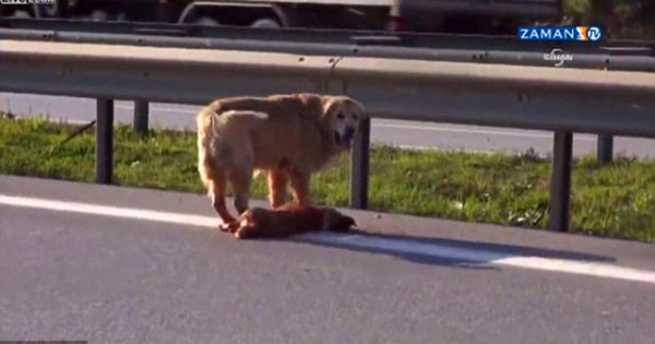 Σκύλος προσπαθεί να προστατέψει το φίλο του που έχει χτυπηθεί από αυτοκίνητο (video)