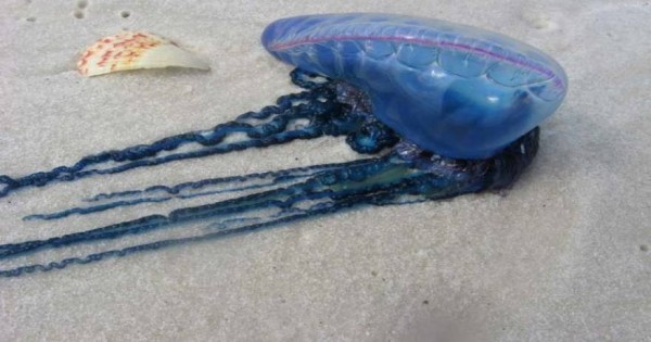 Τα 7 πιο περίεργα πλάσματα που θα συναντήσει κανείς στους ωκεανούς (εικόνες)