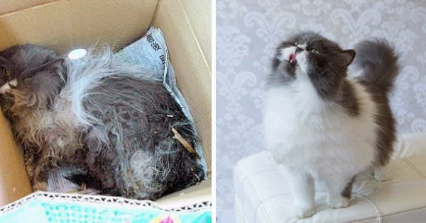 Απίστευτες εικόνες με γατάκια πριν και μετά τη διάσωση!