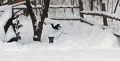 Ένας κυριολεκτικά μεθυσμένος σκίουρος παίζει στο χιόνι (βίντεο)