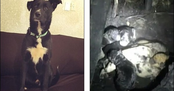 Δείτε πώς αυτός ο σκύλος έσωσε 10 κουτάβια και τη λεχώνα μητέρα τους από βέβαιο θάνατο! (εικόνες,βίντεο)