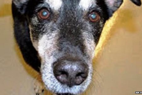 Φράνκι: Ένας σκύλος που δίνει γνωμάτευση για τον καρκίνο
