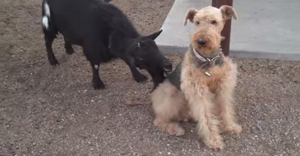 Πολύ γέλιο: Τι γίνεται όταν ένα κατσίκι πειράζει ένα σκύλο! (βίντεο)