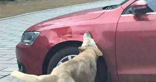 Οδηγός κλώτσησε σκύλο για να παρκάρει- Εκείνος έφερε την… παρέα του και του κατέστρεψαν το αμάξι (εικόνες)