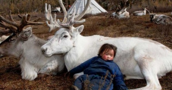 Μογγολία: Η καθημερινή ζωή των ανθρώπων που ζουν μαζί με ταράνδους και τους εκτρέφουν (εικόνες)