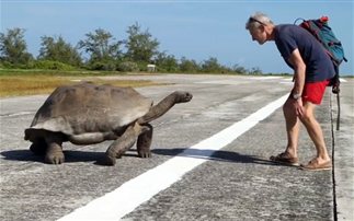 Τι τι γίνεται όταν διακόπτει κανείς χελώνες την ώρα της… ερωτικήs πράξης! (βίντεο)
