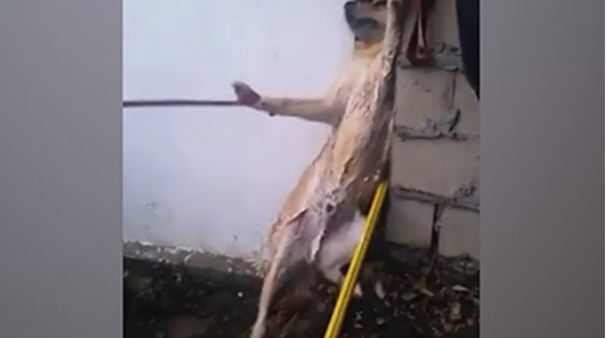 Πυροσβέστες διέσωσαν σκύλο που σφήνωσε ανάμεσα σε δύο τοίχους (video)