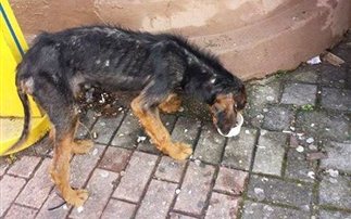 Βρέθηκε σκελετωμένος σκύλος στην Ξάνθη – Τον ανέλαβαν φιλόζωοι