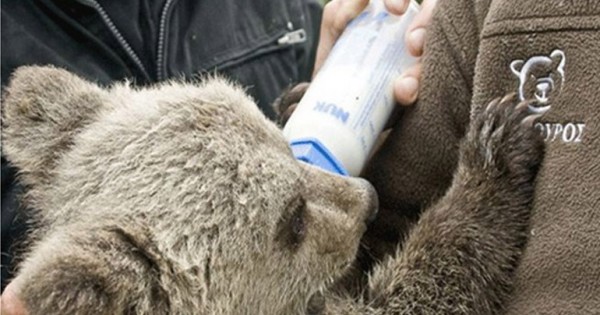 Ταξιδέψτε με τα παιδιά σας στον Αρκτούρο τώρα που ξυπνούν οι αρκούδες