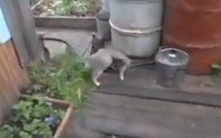 Σκύλος Γάτα Βίντεο 
