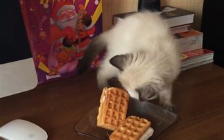 Αυτή η γάτα πήγε να κλέψει το γλυκό αλλά την πάτησε (βίντεο)