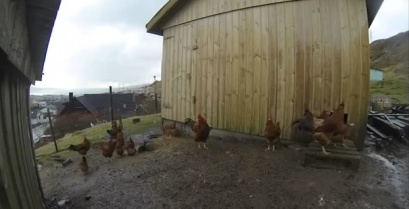 Την πάτησαν! Τα κοτόπουλα νόμιζαν ότι είναι νύχτα κατά τη διάρκεια της έκλειψης (βίντεο)