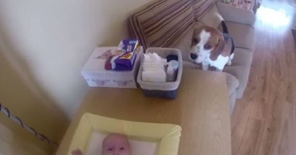 Απίστευτο βίντεο: Σκύλος βοηθάει τη μαμά να αλλάξει την πάνα του μωρού!