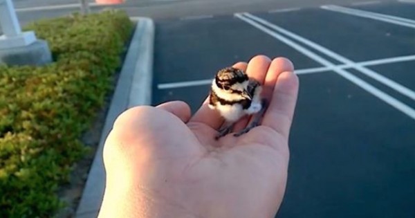 Σώζει αυτό το μικρό αυτό πουλί αλλά αυτό που έγινε το είχε φανταστεί ποτέ! (Βίντεο)