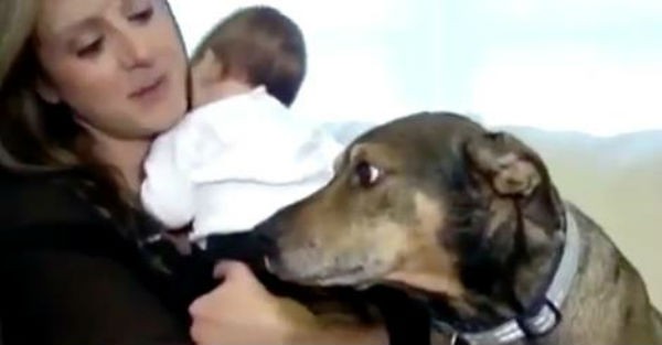 Ο σκύλος αυτός είδε κάτι περίεργο με το μωρό του ιδιοκτήτη του και αυτό που έκανε θα σας αφήσει άφωνους (βίντεο)
