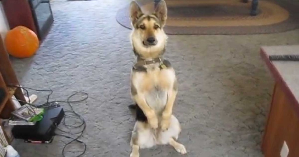 Σκύλος γερμανικός ποιμενικός Βίντεο 
