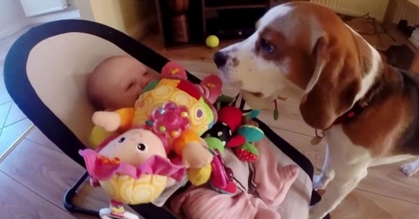 Ο σκύλος κλέβει το παιχνίδι ενός μωρού και ζητά συγγνώμη με έναν ξεκαρδιστικό τρόπο (βίντεο)