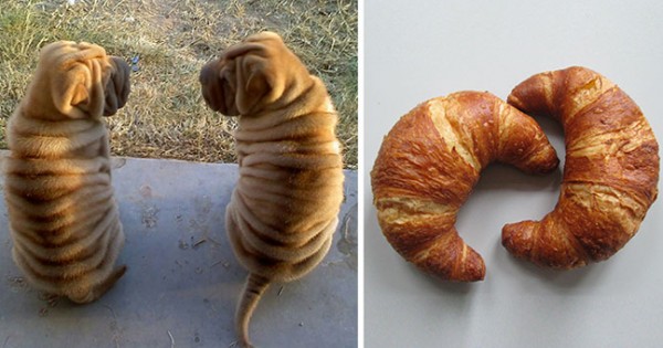 Ξεκαρδιστικές φωτογραφίες: Σκυλιά που μοιάζουν με… κάτι άλλο!