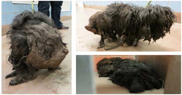 Η απίστευτη μεταμόρφωση ενός σκύλου! (εικόνες)
