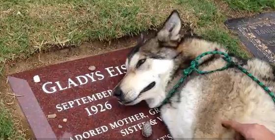 Βίντεο που θα σας αγγίξει – Σκύλος κλαίει πάνω από τον τάφο του αφεντικού του…