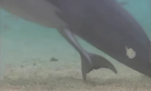 Το βίντεο που σαρώνει το ίντερνετ! Η «μαγική» στιγμή για ένα δελφίνι!