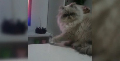 Κάποιες γάτες είναι καθάρματα (Βίντεο)