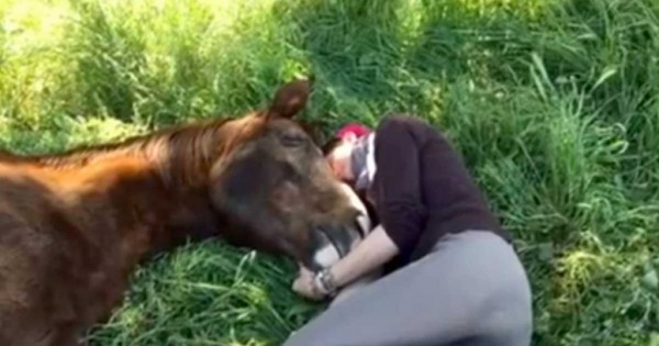 Την πήρε ο ύπνος στο γρασίδι. Δεν θα πιστεύετε τι έκανε το άλογο της!