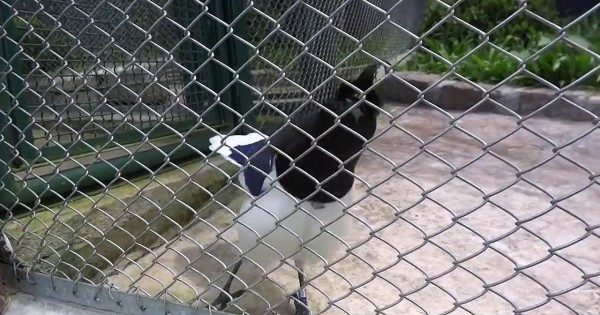 Ο ήχος αυτού του πουλιού θα σας εκπλήξει!!! Αξίζει να τον ακούσετε! (Βίντεο)