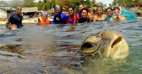 Το… photobomb της θαλάσσιας χελώνας (Φωτογραφία)