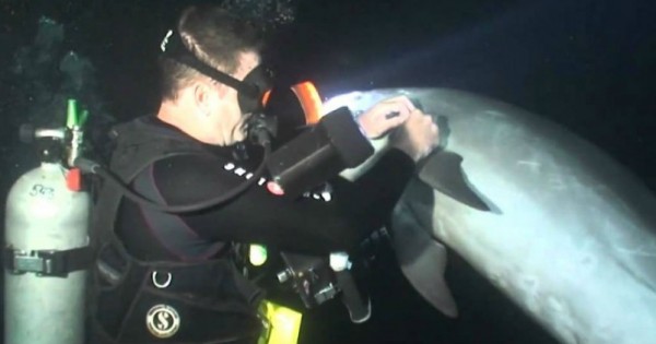 Τι συνέβη όταν σε μια βραδινή κατάδυση ένα δελφίνι πλησίασε τον δύτη (βίντεο)