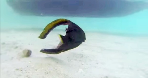 Το ψάρι που κολυμπά παρόλο που του λείπει σχεδόν όλα το σώμα (βίντεο)