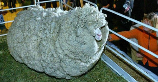 Το πριν και το μετά από ένα πρόβατο που είχε να κουρευτεί 6 χρόνια (εικόνες)