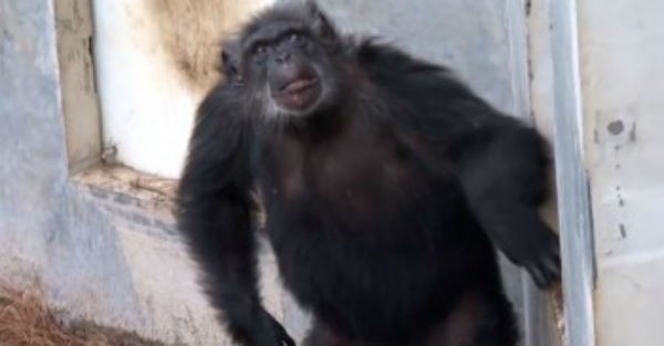 Συγκινητικό βίντεο: Χιμπαντζήδες-πειραματόζωα βλέπουν για πρώτη φορά το φως του ηλίου