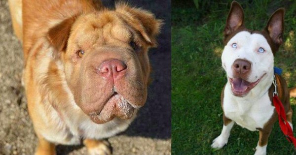 Οι 5 πιο απίθανες διασταυρώσεις σκύλων που έχετε δει ποτέ!