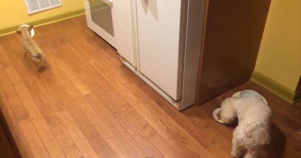 Το σκυλί που θέλει να τρώει με παρέα! (Βίντεο)