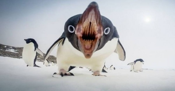 Η τρομακτική πλευρά ενός πιγκουίνου
