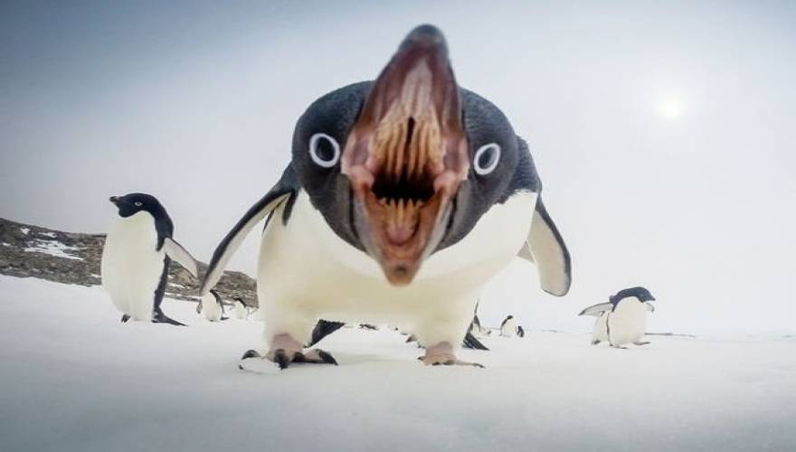 πιγκουίνος 