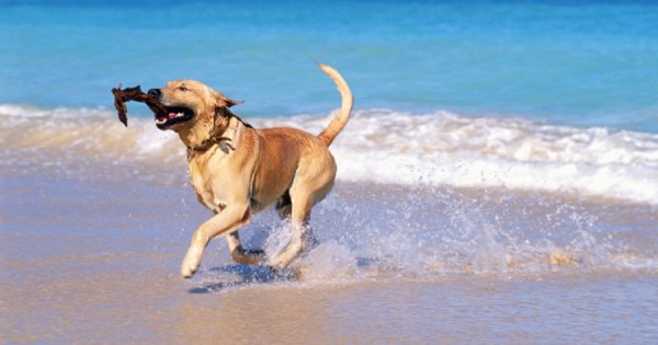 Οι σκύλοι δεν μπορούν να αφοδεύσουν ή να ουρήσουν στην θάλασσα, αντίθετα με τους ανθρώπους!