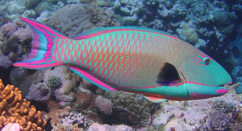 800px-Bicolor_parrotfish