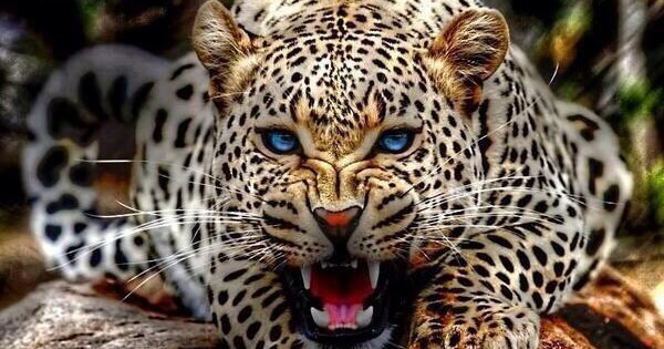 Η γαλανομάτα λεοπάρδαλη που… τρέλανε το Twitter! (φωτο)