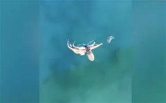 Μια μάχη Δαυίδ και Γολιάθ – Το υποβρύχιο κυνηγητό χταποδιού με καβούρι (Βίντεο)