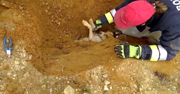 Συγκινητικό βίντεο! Πυροσβέστες έσωσαν αυτόν το σκύλο που είχε παγιδευτεί σε σωλήνα