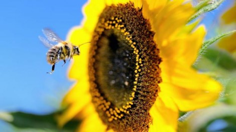 Δείτε τι θα συμβεί αν εξαφανιστούν οι μέλισσες; (Βίντεο)