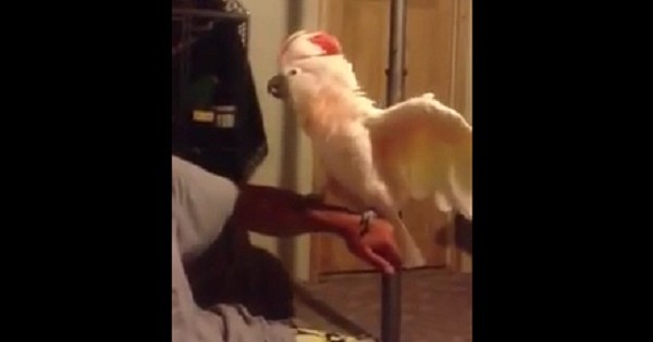 Ο… σχιζοφρενής παπαγάλος (Βίντεο)