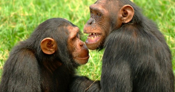 Iστορική απόφαση για πειραματόζωα: Ως νομικά πρόσωπα αναγνωρίζονται χιμπατζήδες
