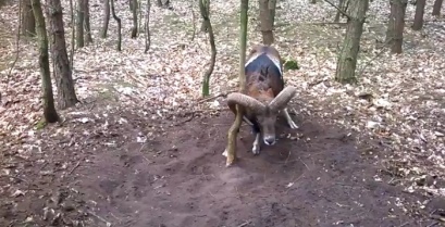Όταν ο άνθρωπος βοηθά ένα άγριο ζώο (βίντεο)