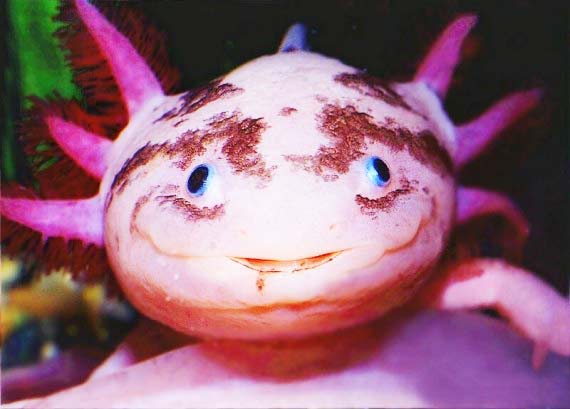 axolotlusbest