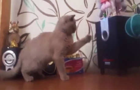 Γάτα προσπαθεί να «πιάσει» τη μουσική! (video)