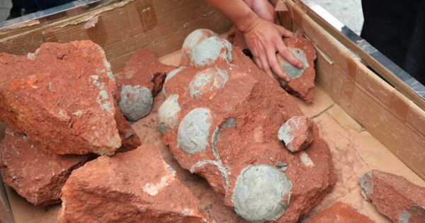 Τεράστια αυγά δεινοσαύρων ανακαλύφθηκαν σε ένα Κινέζικο ναυπηγείο! (Φωτογραφίες)